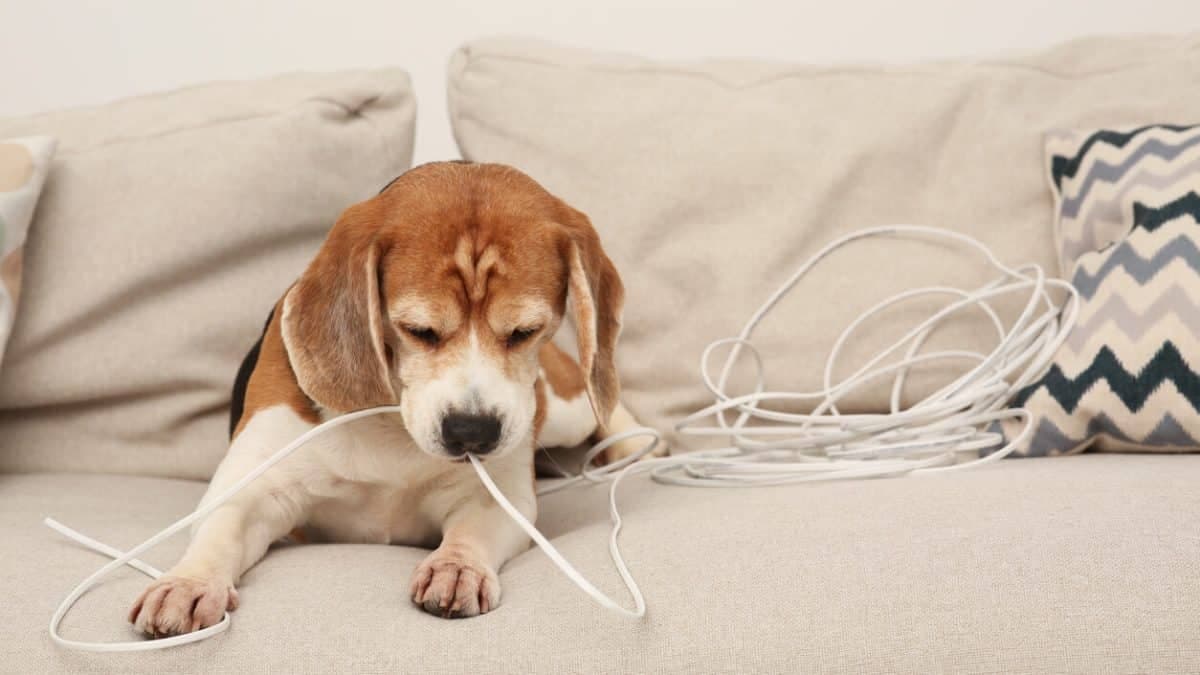 Hund der tygger på elektrisk kabel